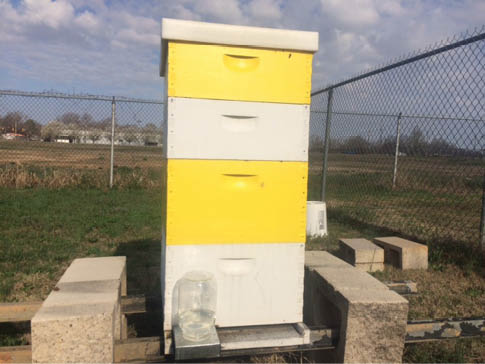 Community garden gets a beehive