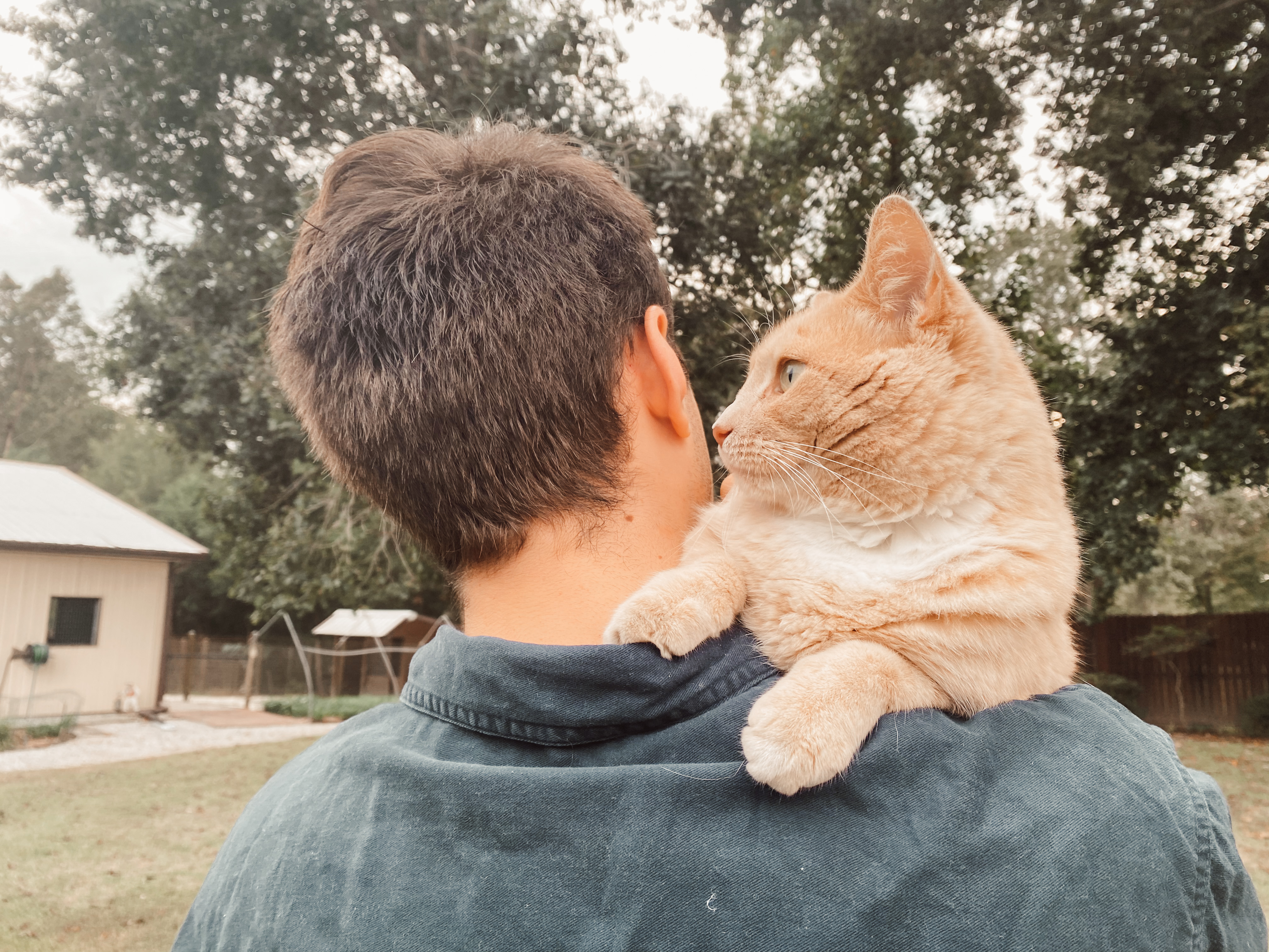 A cat on a man's shoulders