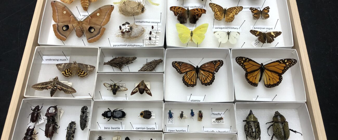 Department of Entomology Online Store. WSU I Heart Bugs 26oz YETI