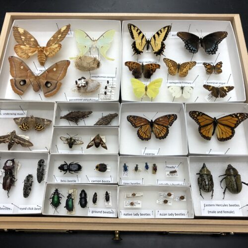 Insect Museum in Winthrop Biology Department is a Hidden Gem