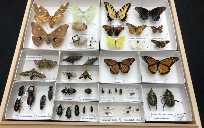Insect Museum in Winthrop Biology Department is a Hidden Gem