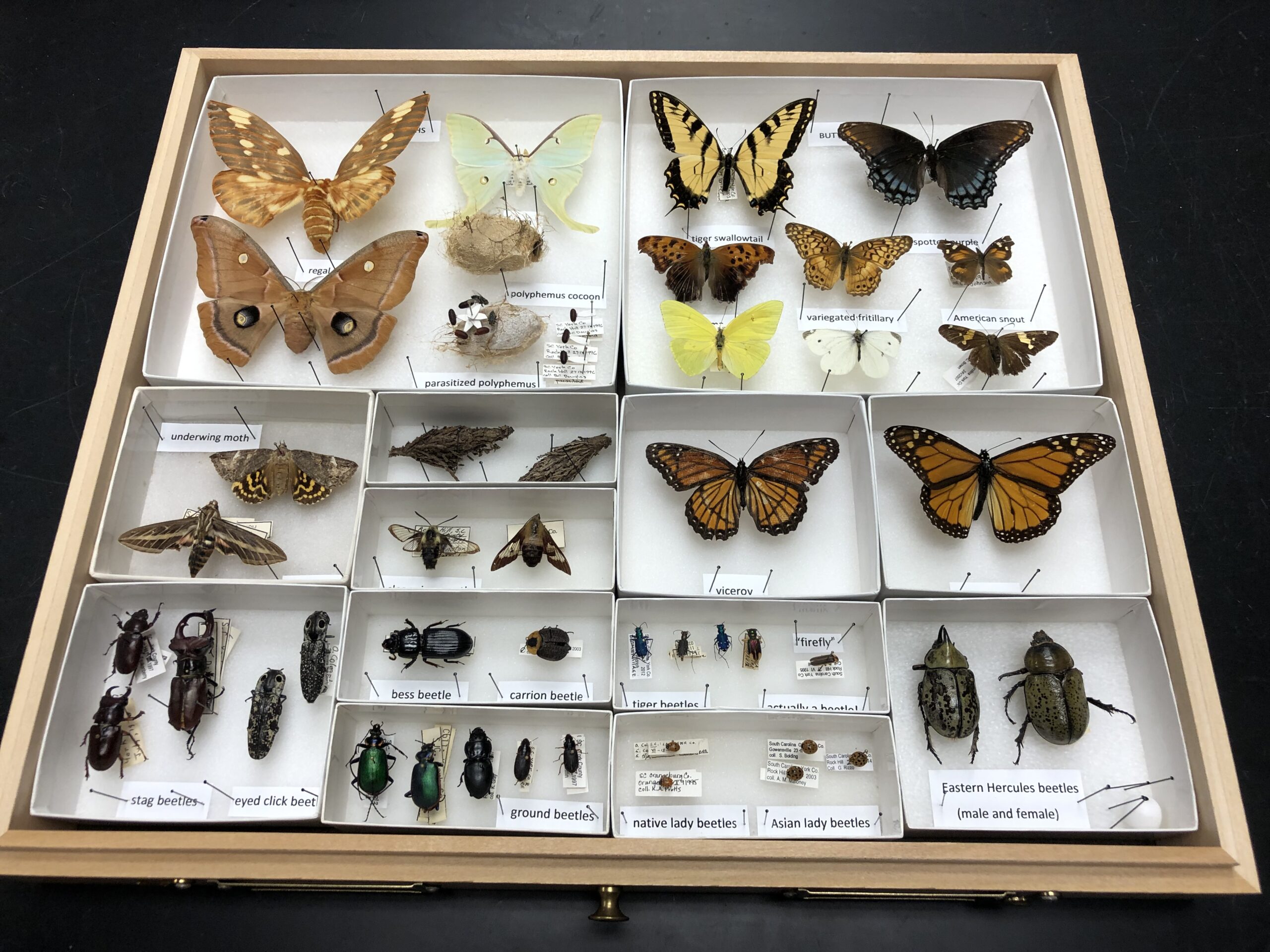 Insect Museum in Winthrop Biology Department is a Hidden Gem