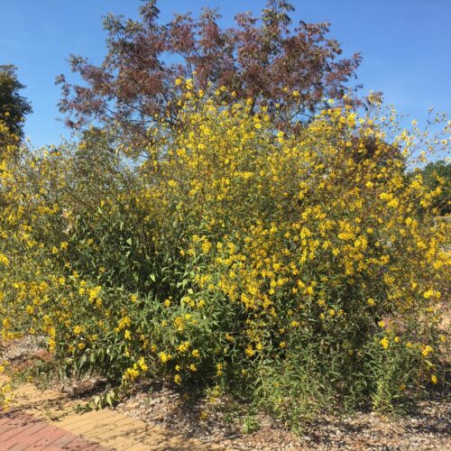 Winthrop professor and students research endangered sunflower