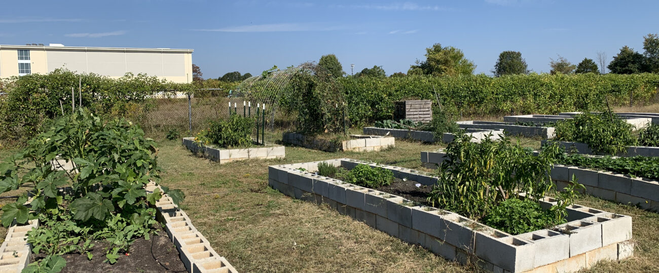 Rock Hill Education Garden features a variety of vegetation growing.