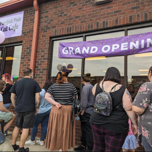 First Cat Cafe in York County is a Purrfect Hangout Spot for Winthrop Students