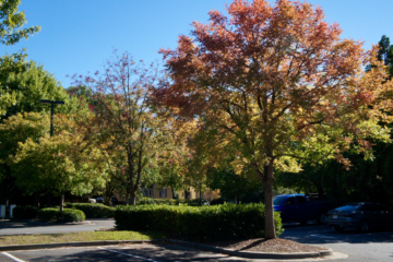 Keep going: the Impacts of Seasonal Depression on College Students
