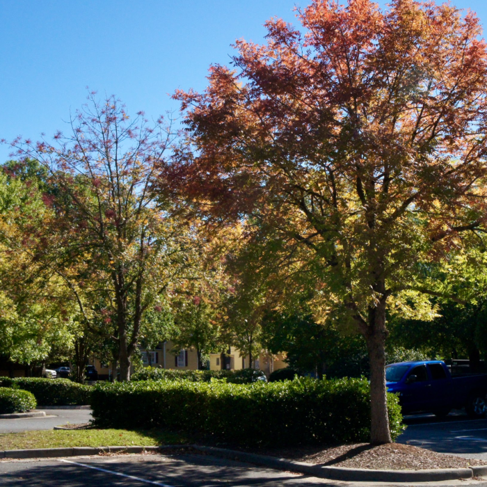Keep going: the Impacts of Seasonal Depression on College Students